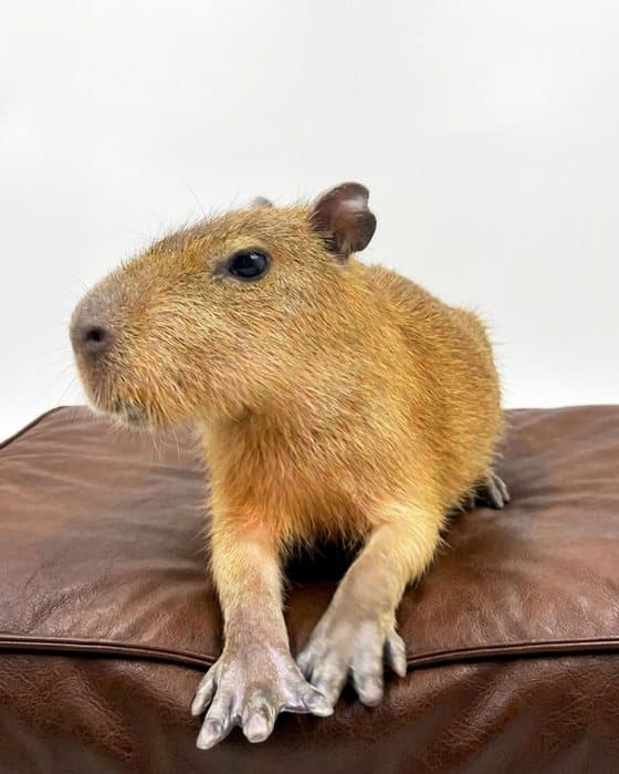 Cashew si capybara duduk di atas bantal kulit dengan kedua kaki depan bertumpu di tepinya