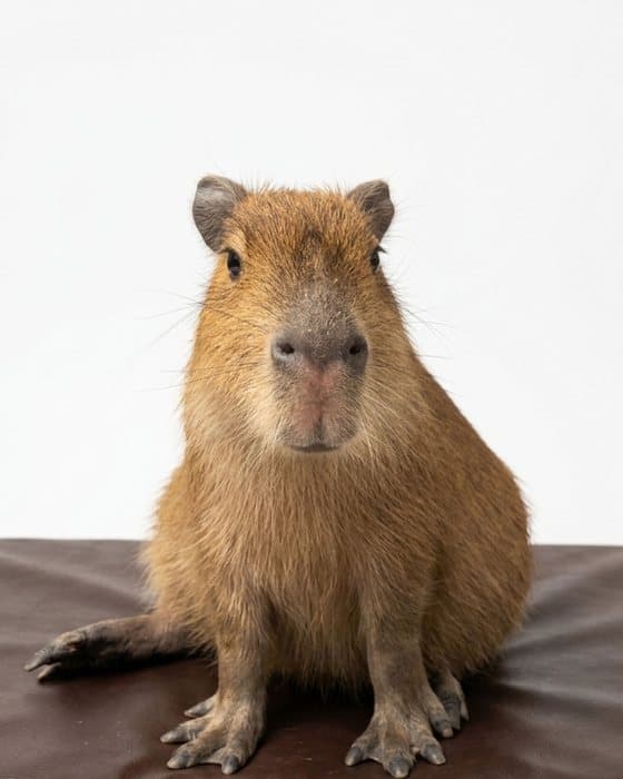 Pystachio si capybara duduk tegak menghadap kamera